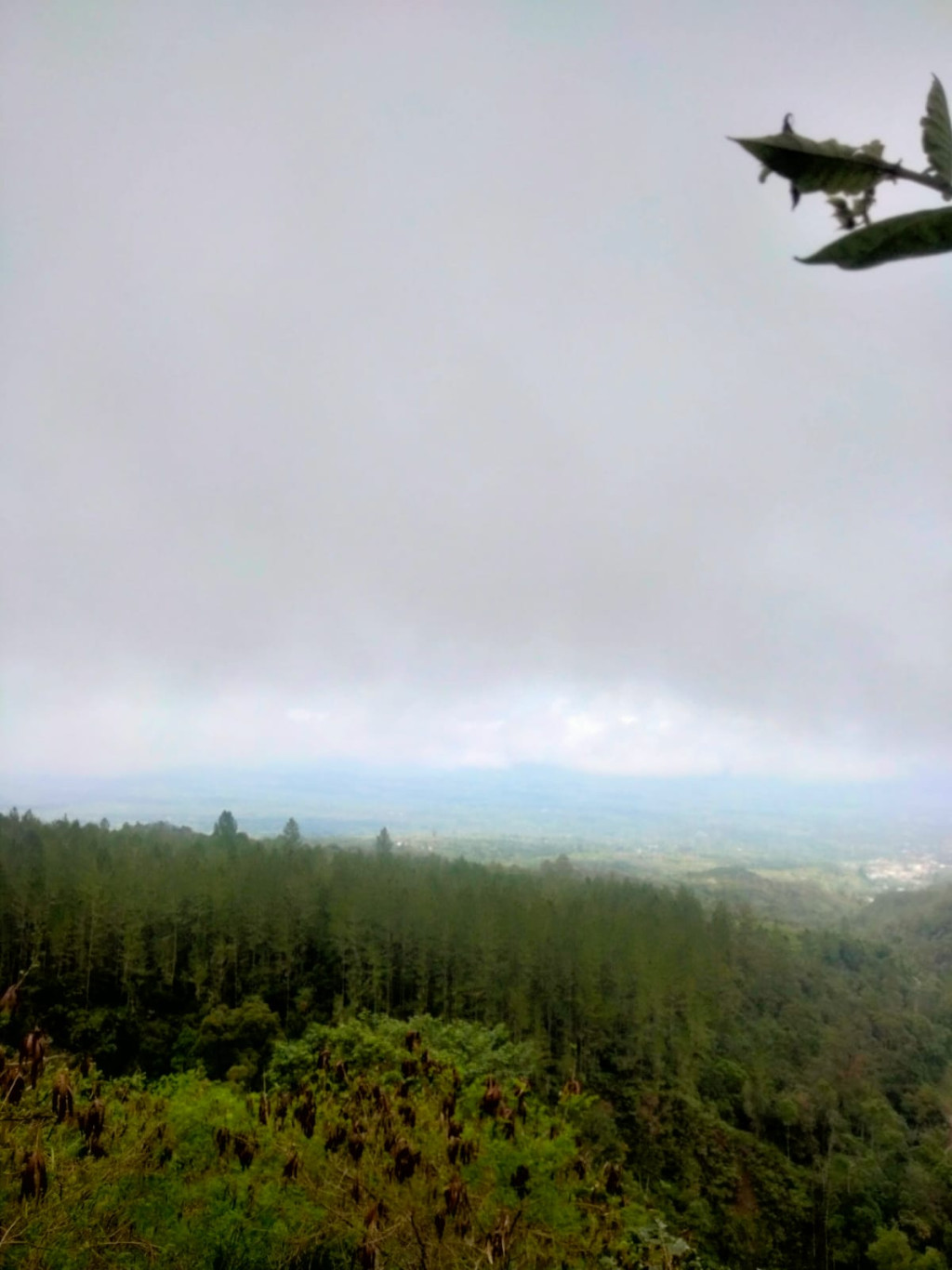 Pemandangan Hutan Pinus